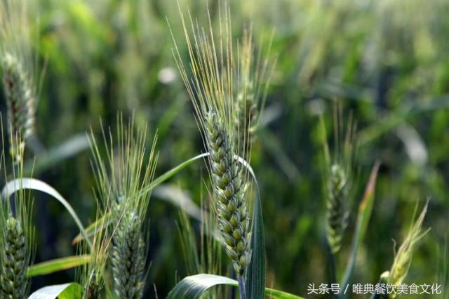 中国北方人什么时候把小麦面粉当做主食